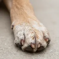 Иттің табаны жақыннан