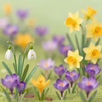 शुरुआती वसंत के फूल