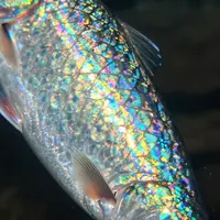 Irisierende Fischschuppen