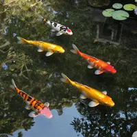 Jezírko s koi kapry