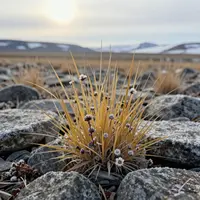 گیاهان قطبی