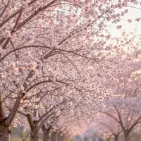 Blossoming Trees