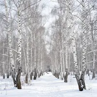 سرمائی جنگل کے مناظر