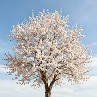 بادام کے پھول