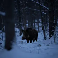 Wildtier-Silhouetten