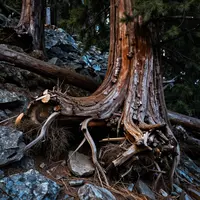 أشجار مقتلعة