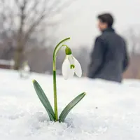 گل در برف