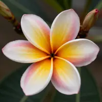 گل فرانجی‌پانی