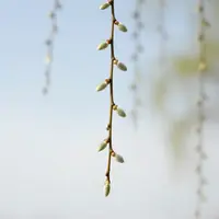 Willow Branches