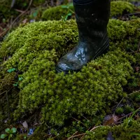 کائی والی جنگل کی زمین