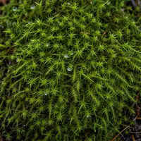 کائی کی بناوٹ