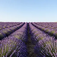 Лавандовое поле