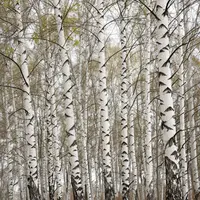 Huş ağacı sanatı