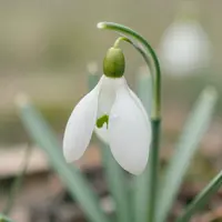 वसंत के फूल