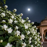 Боғи шабонаи ҳиндӣ