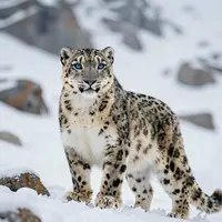 نمر الثلوج