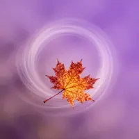 هنر برگ افرا