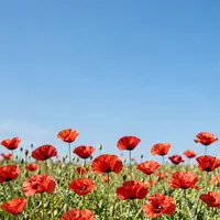 گل‌های شقایق قرمز