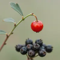 פירות יער מלנכוליים