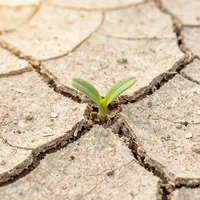 Viață în pământ crăpat
