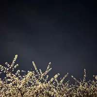 Telefon uchun fon rasmlari