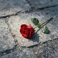 Rosa rossa sulla pietra