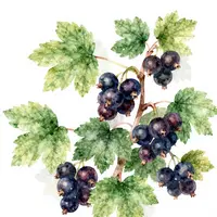 Ilustrace černého rybízu