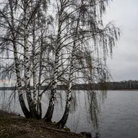 Sztuka brzozy płaczącej