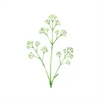 Rostlina papyrus