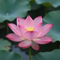 گل نیلوفر آبی صورتی