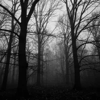 Ақ-қара орман