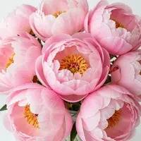 Peonie