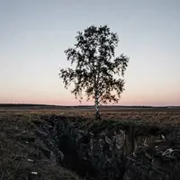منظره درخت تنها