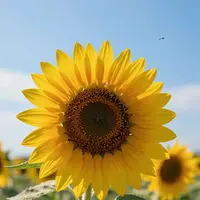 نمای نزدیک گل آفتابگردان