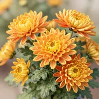 Хризантемалар