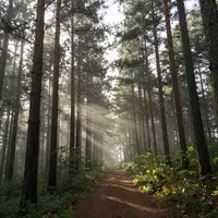 Сосновый бор