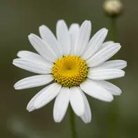 گل مروارید بدون گلبرگ