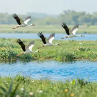تصاویر لک‌لک