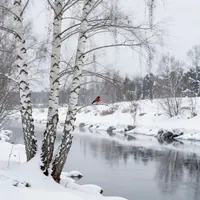 Sibiřská příroda