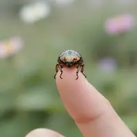 سوسک روی انگشت