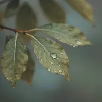 Nghệ thuật thiên nhiên xanh