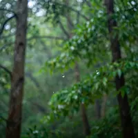 Ploaie Strălucitoare