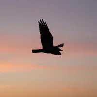 Siluet Burung Tunggal