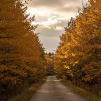 Алтын орман