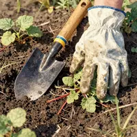 Berkebun Musim Panas