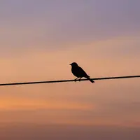 Siluet Burung