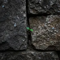 Germoglio su muro di pietra