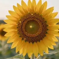 هنر گل آفتابگردان