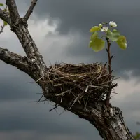Kuş yuvası