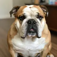 บูลด็อก